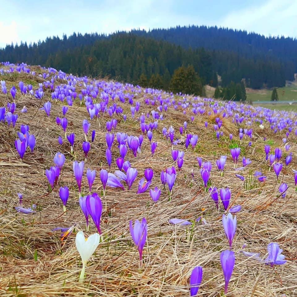 Hotel Coop Rozhen Pamporovo Exteriér fotografie